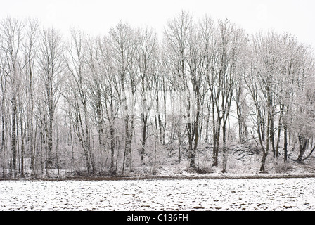 Winter-Wunderland eines Waldes nach einem Schneesturm Stockfoto