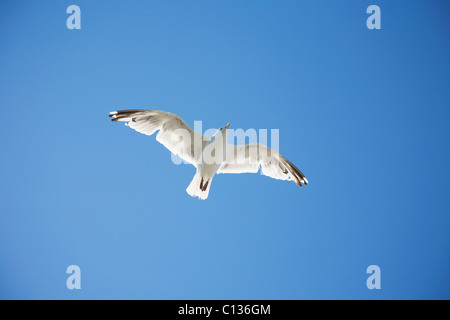 USA, Massachusetts, Silbermöwe gegen blauen Himmel fliegen Stockfoto