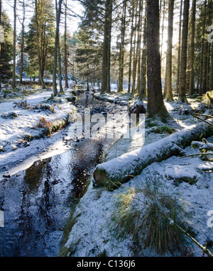 Detail der verschneiten Wald Szene mit Reifen Nadelbäume und Schnee mit Licht Stockfoto