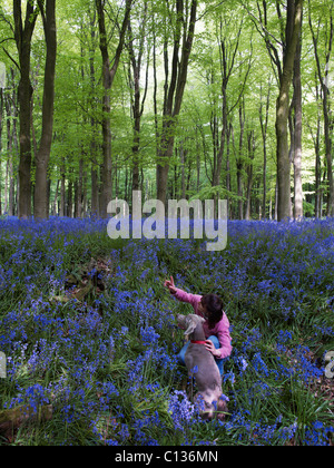 Weibliche Besitzer & Hund (Weimaraner) Erkundung der Bluebell Woods bei West-Wald in der Nähe von Marlborough in Wiltshire. Stockfoto