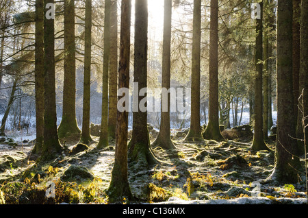 Strahlende Sonne durch Stämme der Reife Kiefernwald im Nebel und frostigen Bedingungen Stockfoto