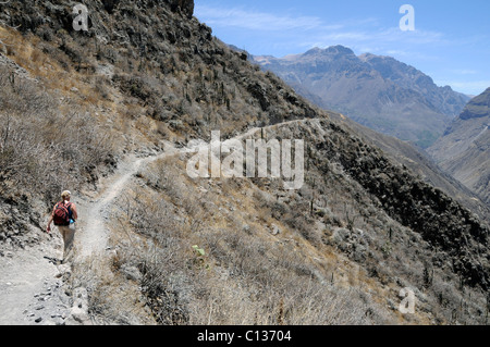 Landschaft in den Colca Canyon, ein beliebtes Wanderziel ein paar Stunden von Arequipa, Peru. Stockfoto