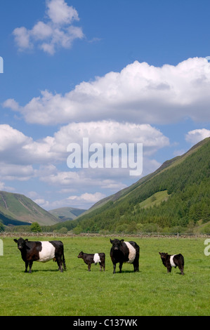 Belted Galloway-Kühe und Kälber Stockfoto