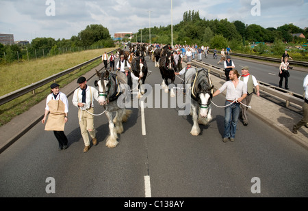 Shire-Pferde in einer Prozession Stockfoto