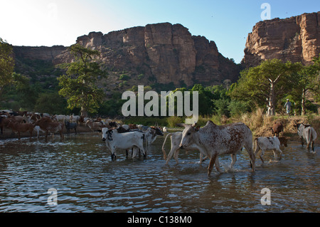 Kühe trinken aus dem restlichen Wasser eines ausgetrockneten Flusses in der Nähe von Nombori Dorf. Zahlt Dogon, Mali. Stockfoto