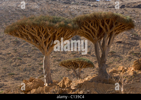 Drachenblut-Bäume (Dracaena Cinnabari) bei Homhil Plateau Protected Area, Sokotra, Jemen Stockfoto