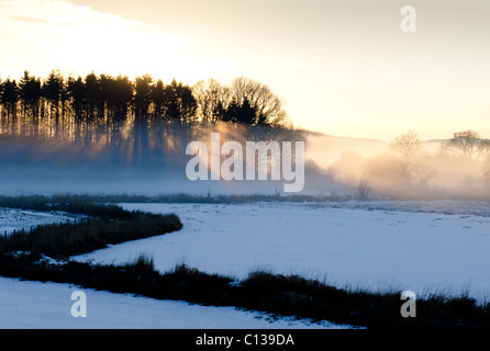 Dramatische Sonne Shafting Licht durch Wäldchen der Nadelbäume im Winter Schnee am Threave Estate Galloway Stockfoto