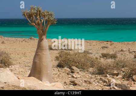 Socotra Desert Rose oder Flaschenbaum (Adenium Obesum Socotranum), Erher Strand, Sokotra, Jemen Stockfoto