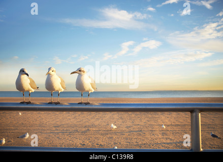 USA, New York City, Coney Island, drei Möwen am Geländer Stockfoto