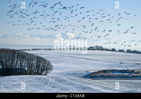 Ackerland und Solway Firth durch Southerness im Schnee mit Gänsen Stockfoto