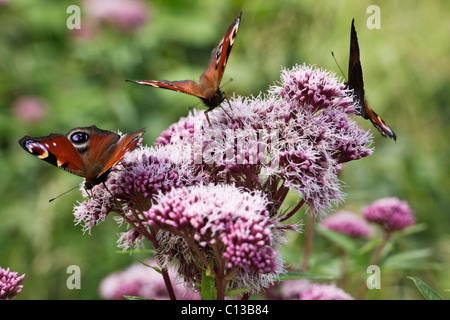 Drei Pfau Schmetterlinge (Inachis Io) auf Hanf agrimony Stockfoto