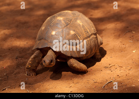 Ausgestorbene Schildkröte Astrochelys (Geochelone) Radiata. Stachelige Waldweg entlang. Stockfoto