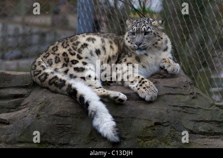 Ein Schneeleopard, liegend auf einem Felsen. Aufgenommen im Marwell Wildlife Zoo Stockfoto
