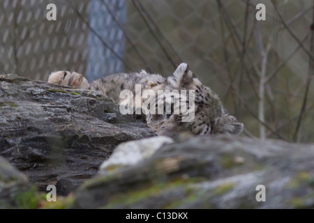 Ein Schnee-Leopard liegend mit 1 Auge öffnen in die Kamera schaut. Aufgenommen im Marwell Wildlife Zoo Stockfoto