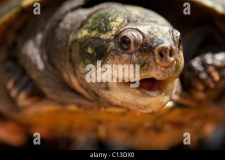 Unter der Leitung der madagassischen große Schildkröte (Erymnochelys Madagascarensis). Größten Süßwasser-Schildkröten in Madagaskar. Endemisch. Stockfoto