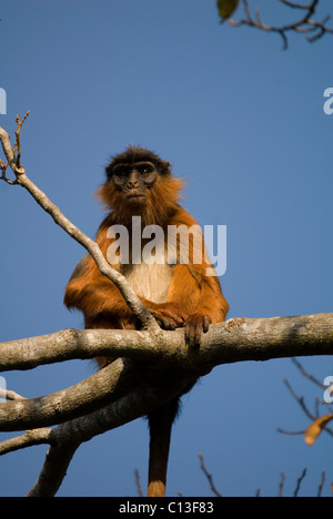 Red Colobus Affen (Procolobus Badius) Bijilo Forest Kiloli Gambia Westafrika Stockfoto