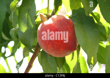 Reifer Pfirsich auf dem Baum. Stockfoto