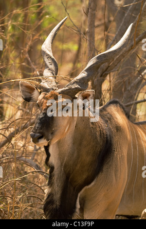 Riesiges Eland (Tauro Derbianus) auch bekannt als Lord Derby Eland Fathala Game Reserve Norden Senegals Stockfoto