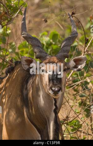 Riesiges Eland (Tauro Derbianus) auch bekannt als Lord Derby Eland Fathala Game Reserve Norden Senegals Stockfoto