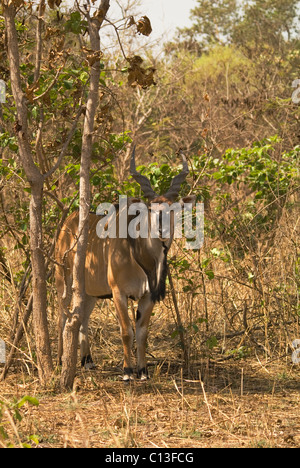 Riesiges Eland (Tauro Derbianus) auch bekannt als Lord Derby Eland Fathala Game Reserve Norden Senegals Stockfoto