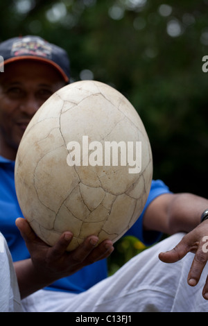 Elefantenvogels (Aepyornis Maximus), ausgestorben. Neu gebaute Ei aus Scherben in der Hand gehalten. Madagaskar. Privatsammlung. Stockfoto