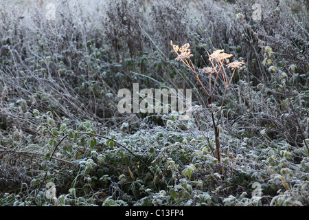 frostigen erschossen am frühen Morgen Kuh Petersilie Stockfoto