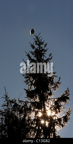 Panorama-Foto von wilden nördlichen Sperbereule (Surnia Ulula) an der Spitze des Baumes. Stockfoto