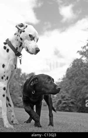 Ein Dalmatiner und ein schwarzer Labrador-Welpe im park Stockfoto