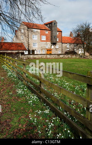 Frühlingsblumen vor Vivers Mill, Pickering Stockfoto