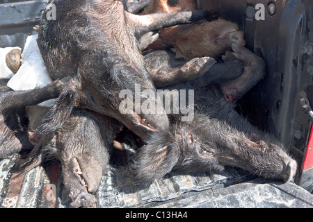 Wilde Schweine, eingesackt, Stockfoto