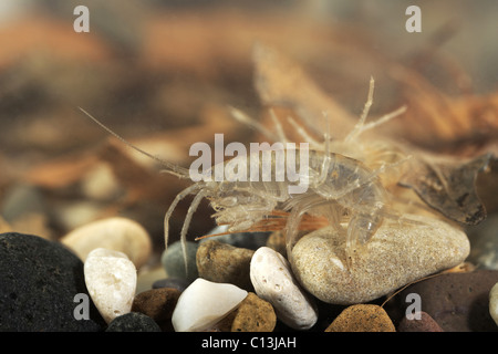 Süßwasser-Garnelen, Gammarus Pulex UK Stockfoto