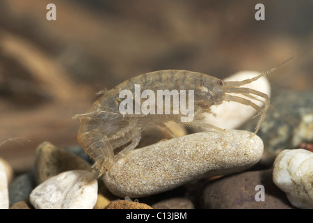 Süßwasser-Garnelen, Gammarus Pulex UK Stockfoto