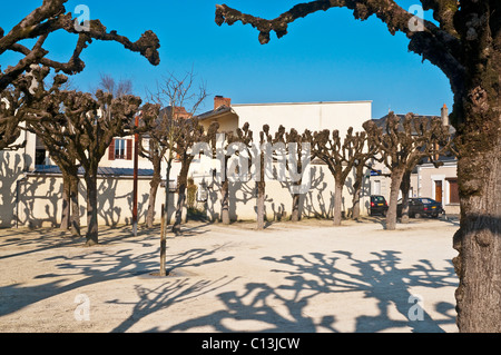 Tilleul beschnitten / Kalk / Linden Äste - Indre, Frankreich. Stockfoto