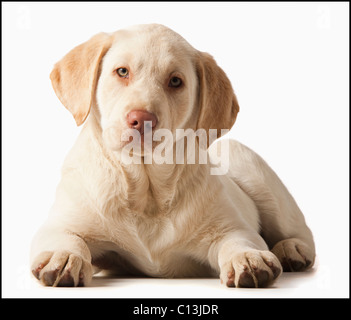 Studio-Porträt des gelben Labrador Retriever Stockfoto