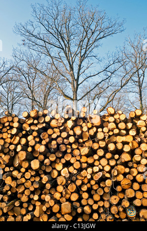 Stapel von Schnittholz Eiche meldet zum Hausbrand - Frankreich. Stockfoto