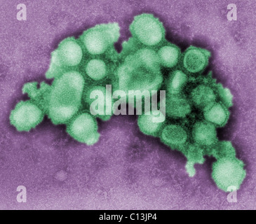 Das eingefärbte negativ gefärbten Transmission Electron Schliffbild des Schweinegrippe-Virus A/CA/4/09. 2009 Foto von C. S. Goldsmith und A. Balish. Stockfoto