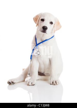 Schöne Labrador Retriever mit einem Stethoskop an seinem Hals, isoliert auf weiss Stockfoto