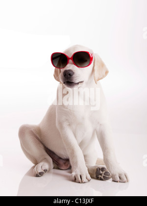 Labrador Retriever-Welpe mit Sonnenbrille, isoliert auf weiss Stockfoto