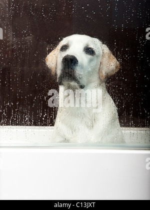 Schöne Labrador Retriever in der Badewanne warten auf das Bad Stockfoto