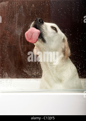 Schöne Labrador Retriever in der Badewanne warten auf die Badewanne und leckte das Wasser auf dem Glas Stockfoto