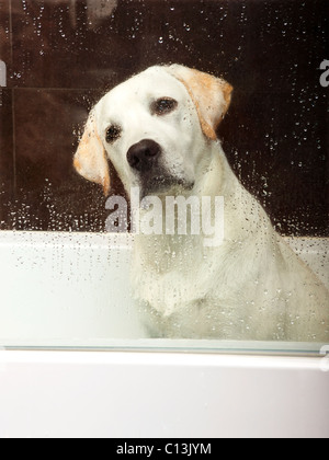 Schöne Labrador Retriever in der Badewanne warten auf das Bad Stockfoto