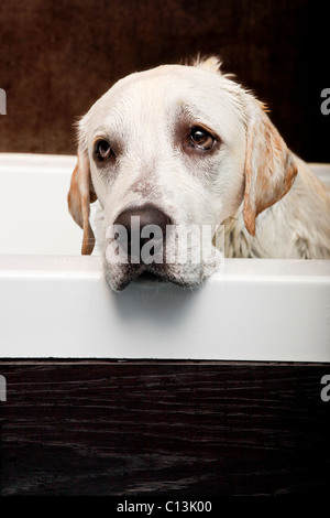 Schöne Labrador Retriever mit einem traurigen Blick und gewaschen Stockfoto