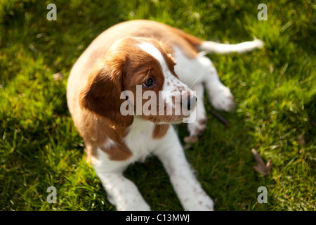 süße Welsh Springer Spaniel Welpen Stockfoto