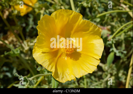 Gelb gehörnten Mohn, Glaucium Flavium, Syros Griechenland Stockfoto