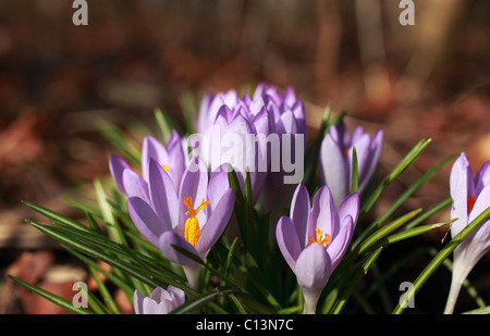 Violette Krokusse - die ersten Frühlingsblumen im Wald Stockfoto