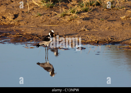 Schmied Kiebitz (Vanellus Armatus). Stockfoto