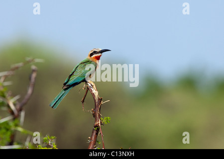 White-fronted Bienenfresser (Merops Bullockoides). Stockfoto