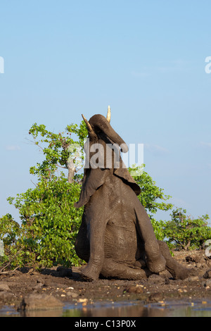 Afrikanischer Elefant (Loxodonta Africana). Elefanten an einer Wasserstelle, kurz vor dem hinlegen für einen kurzen Moment. Stockfoto