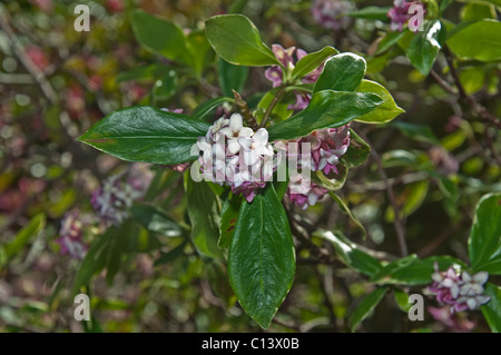 Nahaufnahme einer Daphne Odora blühenden Frühling Pflanzen im Garten.  Hat einen starken Duft. Stockfoto