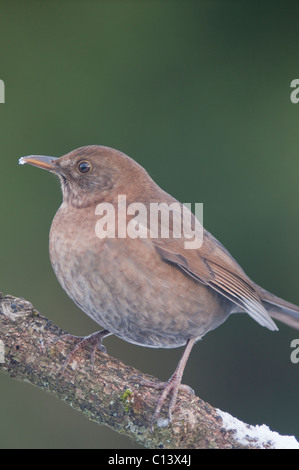 Eine Nahaufnahme der Vogel Porträt eine weibliche Amsel (Turdus Merula) in einem uk-Garten Stockfoto